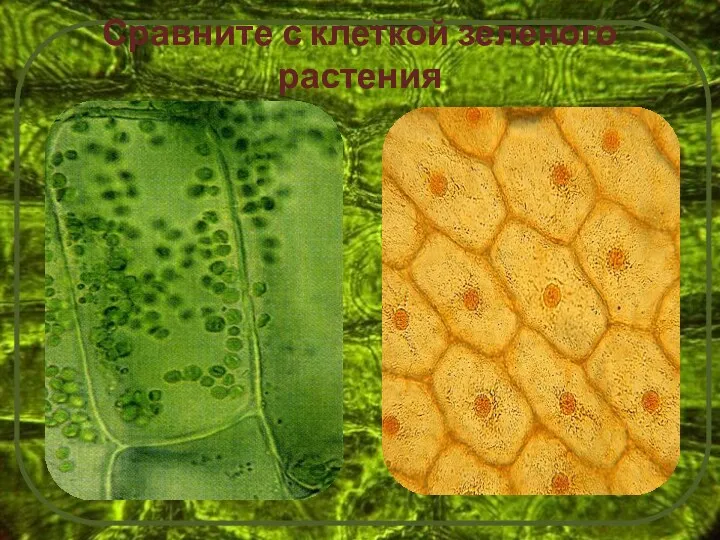 Сравните с клеткой зеленого растения