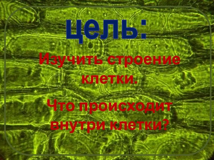 цель: Изучить строение клетки. Что происходит внутри клетки?