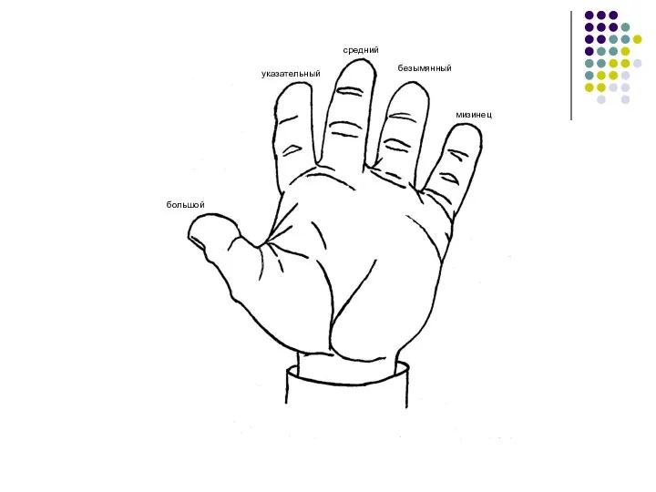 большой указательный средний безымянный мизинец