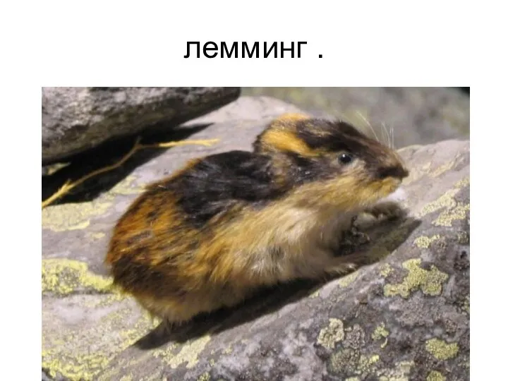 лемминг .