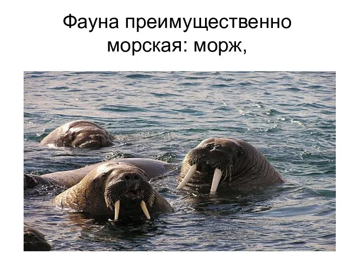 Фауна преимущественно морская: морж,