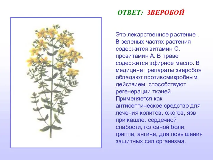 ОТВЕТ: ЗВЕРОБОЙ Это лекарственное растение . В зеленых частях растения
