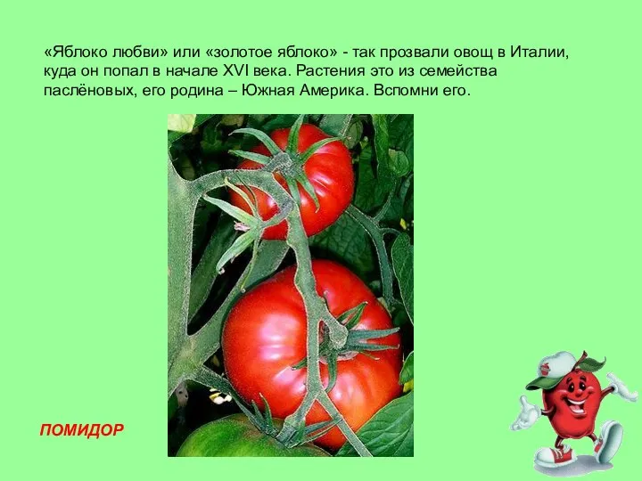 «Яблоко любви» или «золотое яблоко» - так прозвали овощ в