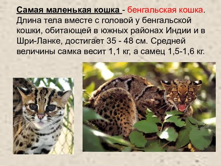 Самая маленькая кошка - бенгальская кошка. Длина тела вместе с