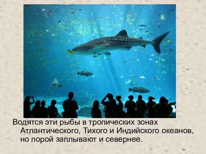 Водятся эти рыбы в тропических зонах Атлантического, Тихого и Индийского океанов, но порой заплывают и севернее.