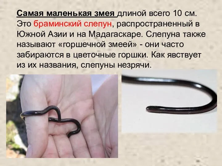 Самая маленькая змея длиной всего 10 см. Это браминский слепун,