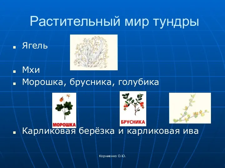 Корниенко О.Ю. Растительный мир тундры Ягель Мхи Морошка, брусника, голубика Карликовая берёзка и карликовая ива