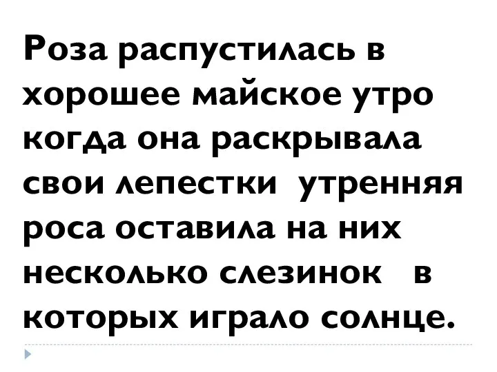 Роза распустилась в хорошее майское утро когда она раскрывала свои