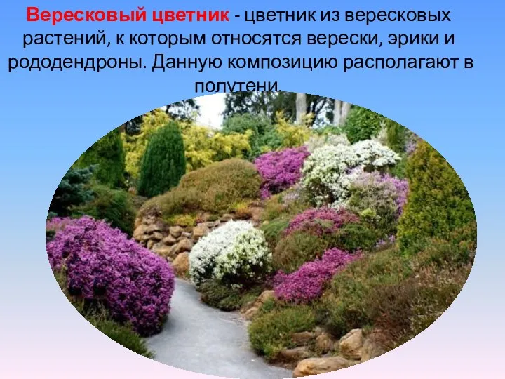 Вересковый цветник - цветник из вересковых растений, к которым относятся верески, эрики и