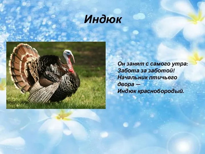 Индюк Он занят с самого утра: Забота за заботой! Начальник птичьего двора — Индюк краснобородый.