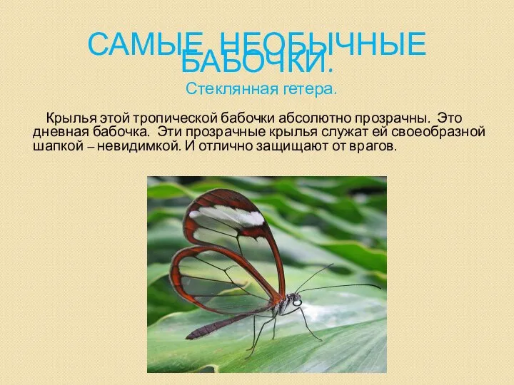 Самые необычные бабочки. Стеклянная гетера. Крылья этой тропической бабочки абсолютно прозрачны. Это дневная