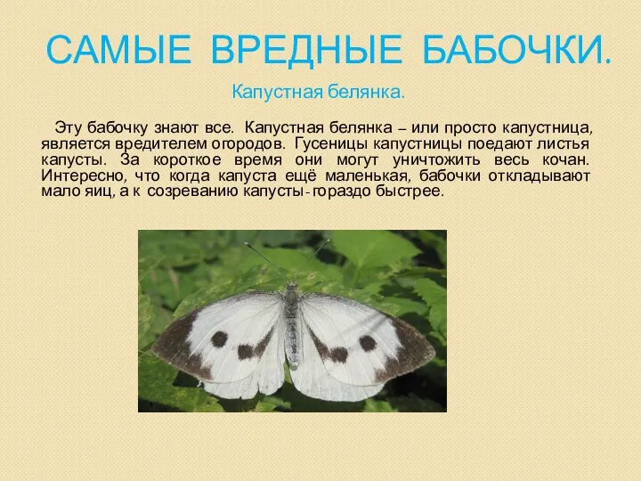 Самые вредные бабочки. Капустная белянка. Эту бабочку знают все. Капустная белянка – или