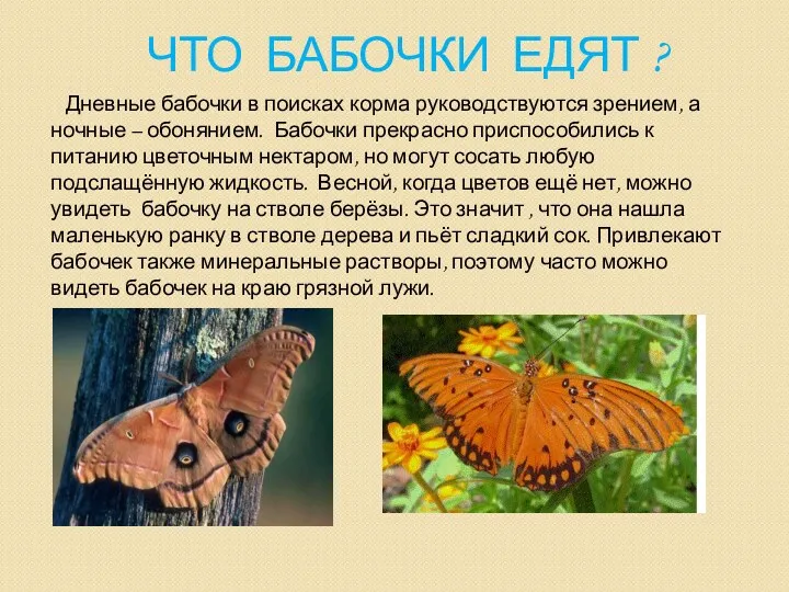 Что бабочки едят ? Дневные бабочки в поисках корма руководствуются зрением, а ночные