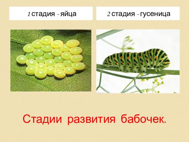 Стадии развития бабочек. 1 стадия - яйца 2 стадия - гусеница