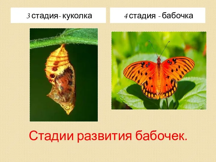 Стадии развития бабочек. 3 стадия- куколка 4 стадия - бабочка