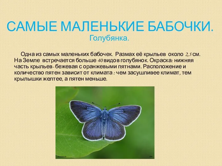 Самые маленькие бабочки. Голубянка. Одна из самых маленьких бабочек. Размах её крыльев около