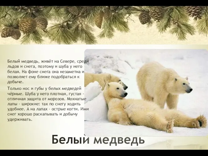 Белый медведь Белый медведь, живёт на Севере, среди льдов и снега, поэтому и