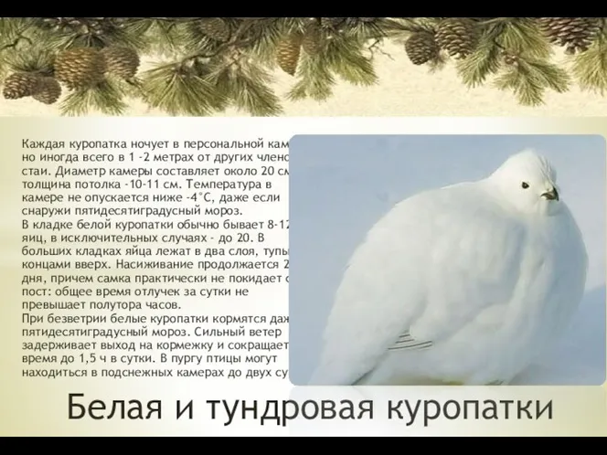 Каждая куропатка ночует в персональной камере, но иногда всего в 1 -2 метрах