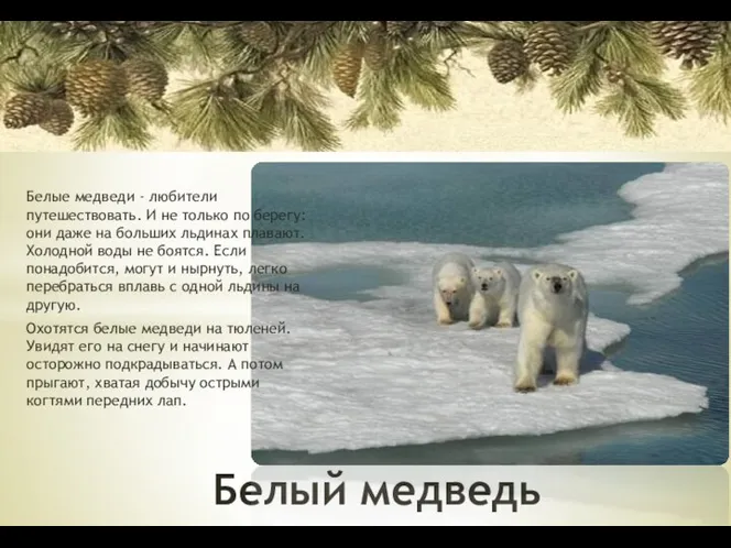 Белый медведь Белые медведи - любители путешествовать. И не только по берегу: они