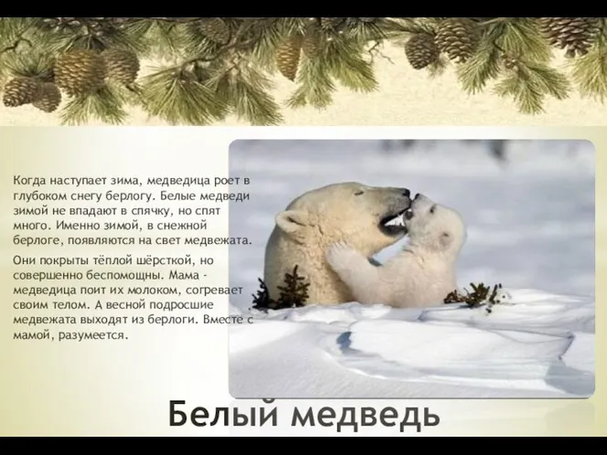 Белый медведь Когда наступает зима, медведица роет в глубоком снегу берлогу. Белые медведи