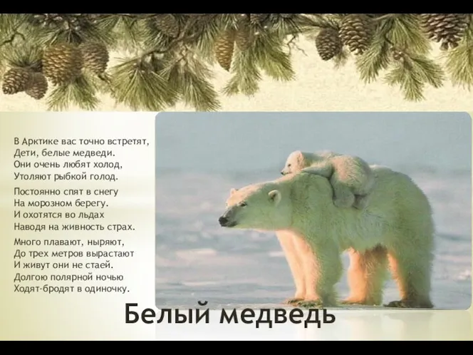 В Арктике вас точно встретят, Дети, белые медведи. Они очень любят холод, Утоляют
