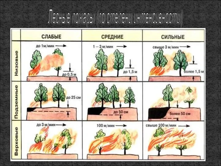 Лесные пожары (по степени интенсивности)