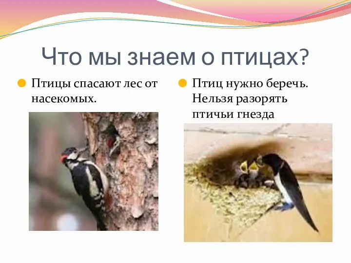 Что мы знаем о птицах? Птицы спасают лес от насекомых. Птиц нужно беречь.