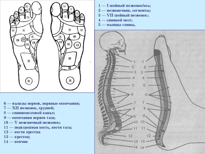 6 — выходы нервов, нервные окончания; 7 — XII позвонок,