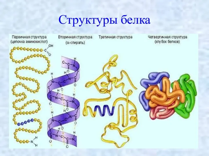 Структуры белка