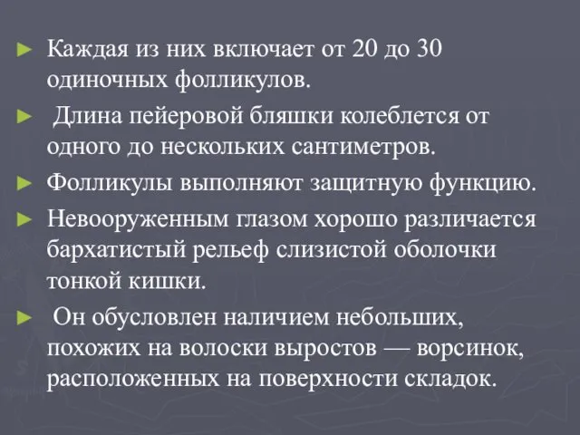 Каждая из них включает от 20 до 30 одиночных фолликулов.