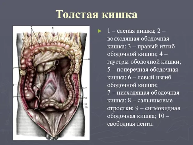 Толстая кишка 1 – слепая кишка; 2 – восходящая ободочная