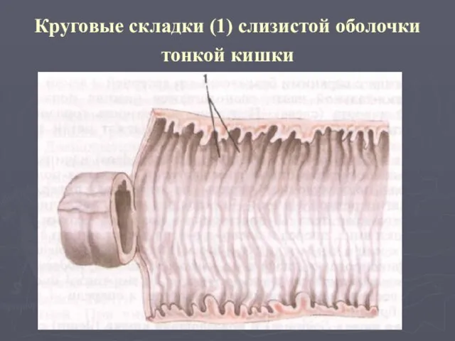 Круговые складки (1) слизистой оболочки тонкой кишки