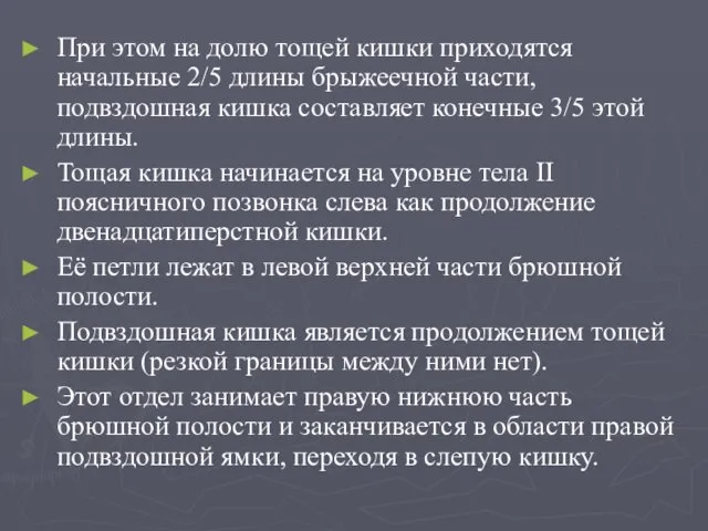 При этом на долю тощей кишки приходятся начальные 2/5 длины