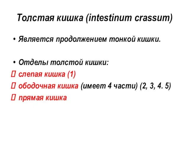Толстая кишка (intestinum crassum) Является продолжением тонкой кишки. Отделы толстой
