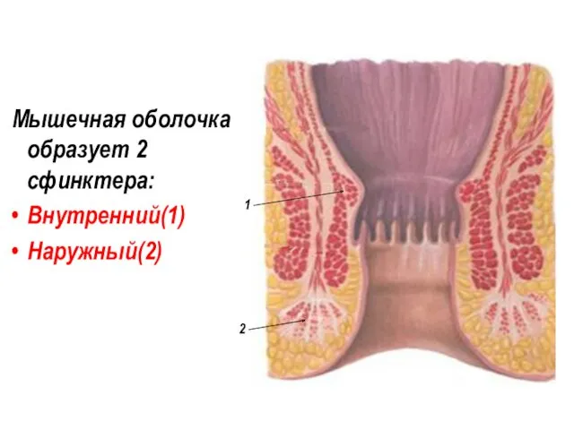Мышечная оболочка образует 2 сфинктера: Внутренний(1) Наружный(2) 1 2