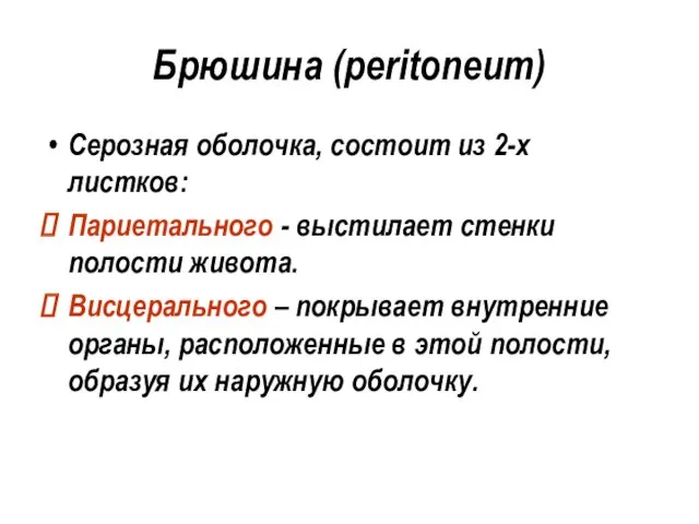 Брюшина (peritoneum) Серозная оболочка, состоит из 2-х листков: Париетального -