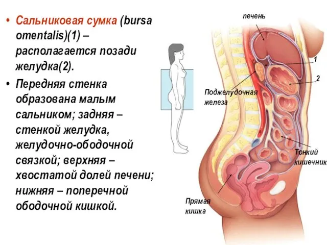 Сальниковая сумка (bursa omentalis)(1) – располагается позади желудка(2). Передняя стенка