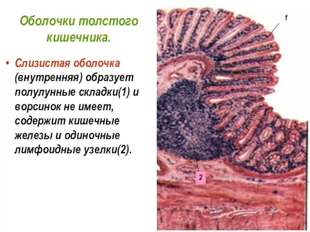 Оболочки толстого кишечника. Слизистая оболочка (внутренняя) образует полулунные складки(1) и