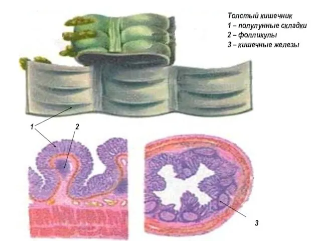 1 2 3 Толстый кишечник 1 – полулунные складки 2 – фолликулы 3 – кишечные железы