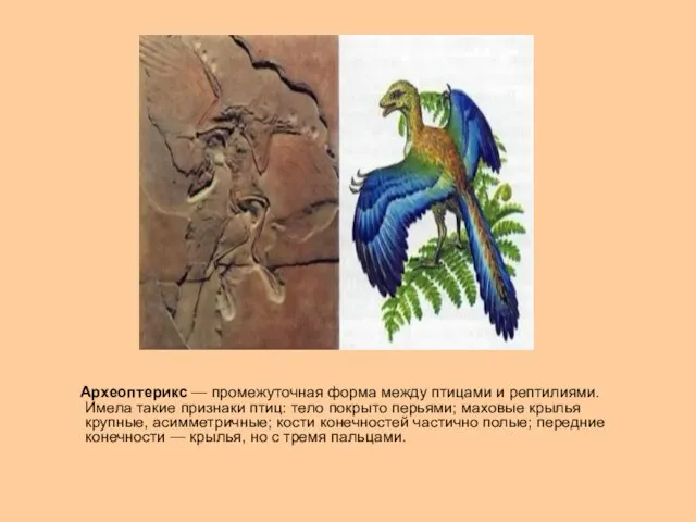Археоптерикс — промежуточная форма между птицами и рептилиями. Имела такие
