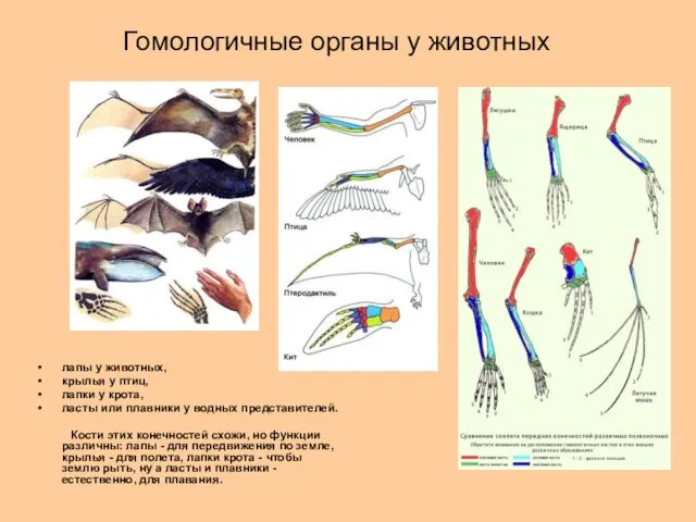 Гомологичные органы у животных лапы у животных, крылья у птиц,