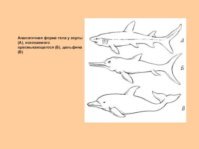 Аналогичная форма тела у акулы(А), ископаемого пресмыкающегося (Б), дельфина(В)