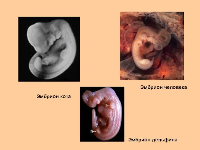 Эмбрион кота Эмбрион человека Эмбрион дельфина