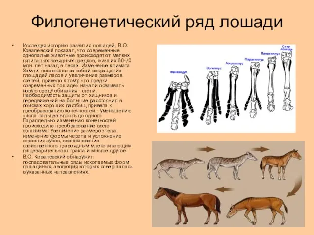 Филогенетический ряд лошади Исследуя историю развития лошадей, В.О. Ковалевский показал,