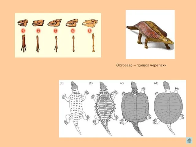 Эхтозавр – предок черепахи