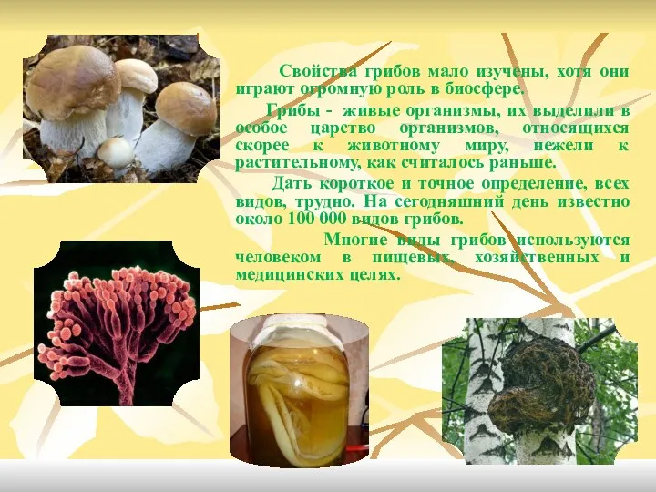 Свойства грибов мало изучены, хотя они играют огромную роль в биосфере. Грибы -