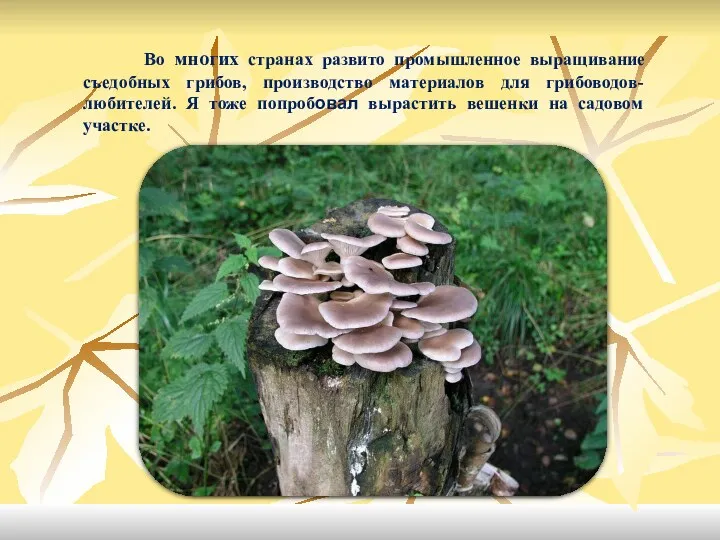 Во многих странах развито промышленное выращивание съедобных грибов, производство материалов для грибоводов-любителей. Я
