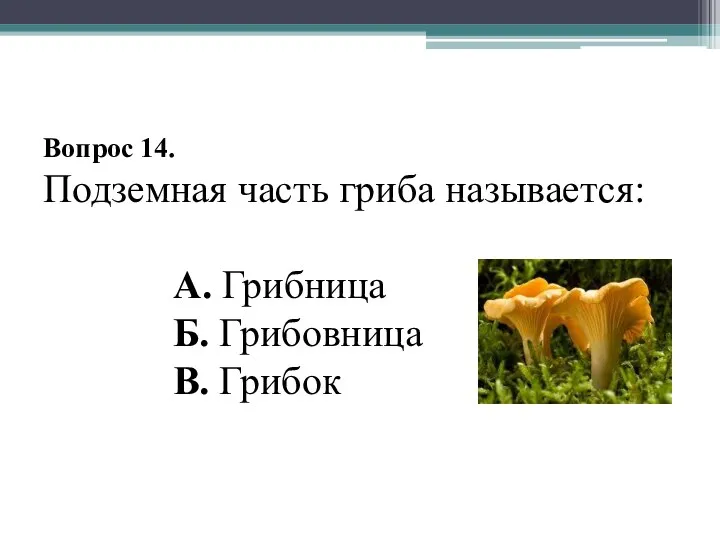 Вопрос 14. Подземная часть гриба называется: А. Грибница Б. Грибовница В. Грибок
