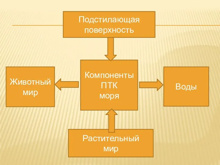 Компоненты ПТК моря Подстилающая поверхность Растительный мир Воды Животный мир