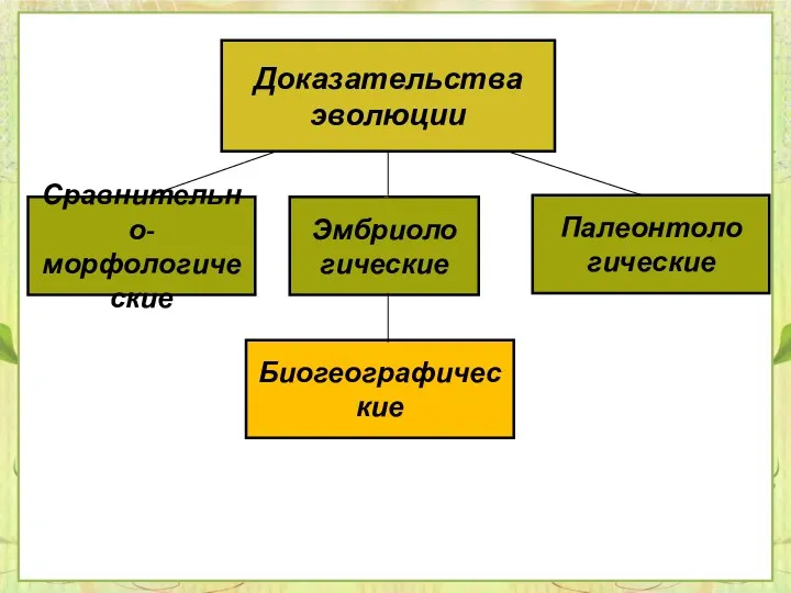 Сравнительно- морфологические Эмбриоло гические Палеонтоло гические Биогеографические Доказательства эволюции